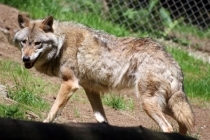 NP Šumava se chystá investovat až 400 milionů korun